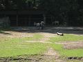 Zoo Cottbus 151